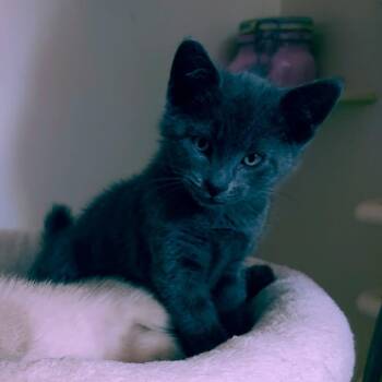 Domestic Short Hair Cats Available for Adoption in Eagle Mountain, Utah - Smoke 2 Webb | PetCurious