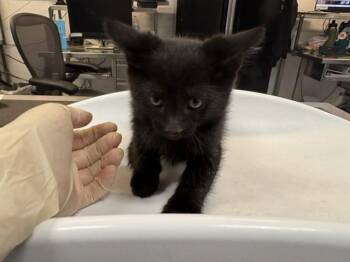 Domestic Short Hair Cats Available for Adoption in Thousand Palms, California - OBSIDIAN | PetCurious