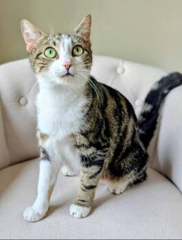 Mama Amatriciana -  Domestic Short Hair Cat for Adoption in Murfreesboro, Tennessee - Mama Amatriciana | PetCurious