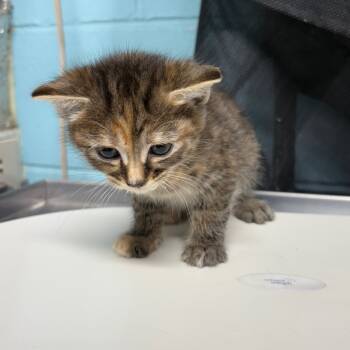 Rescue Domestic Medium Hair Cats for Adoption in Jefferson City, Tennessee - Cranberry | PetCurious