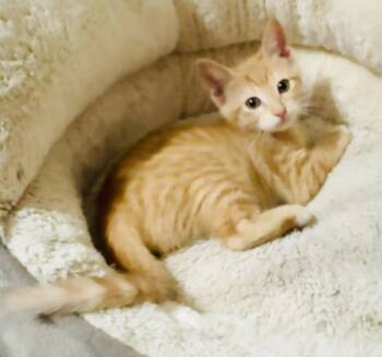 Della -  Tabby and Domestic Short Hair Cat for Adoption in Pensacola, Florida - Della | PetCurious