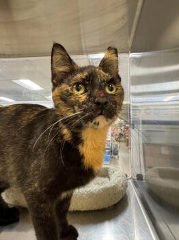 Domestic Short Hair Cats Available for Adoption - Apricot | PetCurious