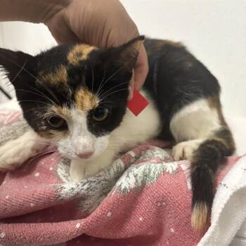 A887657 -  Domestic Short Hair Cat for Adoption in Camarillo, California - A887657 | PetCurious