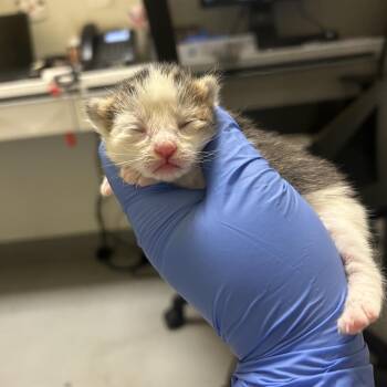 Domestic Short Hair Cats Available for Adoption in Charlottesville, Virginia - Chocolate Bunny | PetCurious