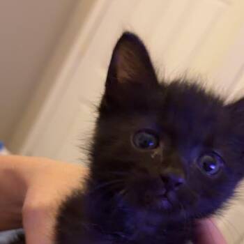 Shadow -  Domestic Short Hair Cat for Adoption in Grantsville, Utah - Shadow | PetCurious