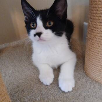 Keegan -  Domestic Short Hair Cat Available for Adoption in Duluth, Georgia - Keegan | PetCurious