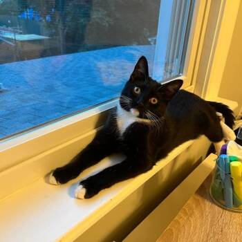 Rescue Domestic Short Hair Cats for Adoption - Jaime | PetCurious