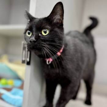 Rescue Domestic Short Hair Cats for Adoption in Atlanta, Georgia - Stella P | PetCurious
