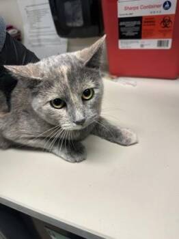 Domestic Short Hair Cats Available for Adoption - Cake | PetCurious