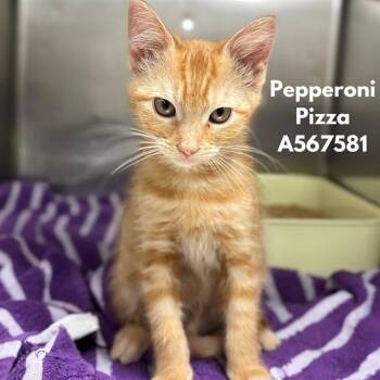 PEPPERONI PIZZA -  Domestic Short Hair Cat for Adoption - PEPPERONI PIZZA | PetCurious