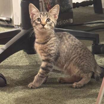 Tofu -  Domestic Short Hair Cat for Adoption in Warrior, Alabama - Tofu | PetCurious