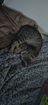 Rescue Domestic Long Hair Cats for Adoption in ABRAHAM BALDWIN COLLEGE, Georgia - C1309-25 | PetCurious