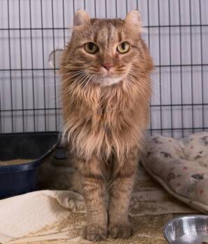 Highland Fold Cats Available for Adoption in Berkeley Springs, West Virginia - Verity | PetCurious