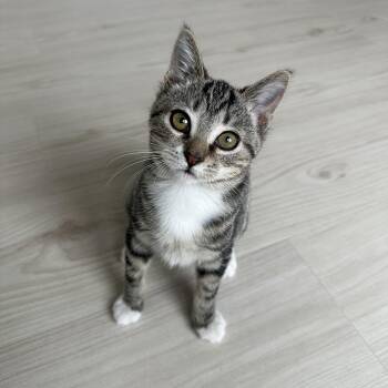 Rescue Domestic Short Hair Cats for Adoption in Savannah, Georgia - Georgia | PetCurious