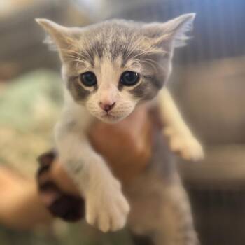 Domestic Short Hair Cats Available for Adoption in Corinth, Mississippi - Pauly | PetCurious