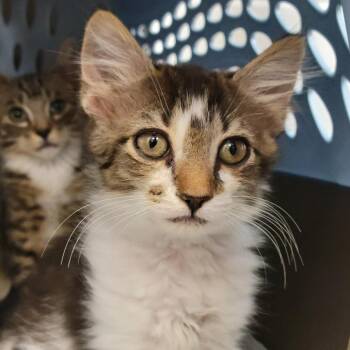 Queen Julian -  Domestic Medium Hair Cat for Adoption in Sarasota, Florida - Queen Julian | PetCurious