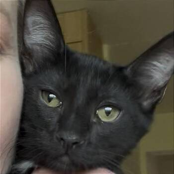 Dinosaur -  Domestic Medium Hair Cat for Adoption in Pleasant Hill, California - Dinosaur | PetCurious