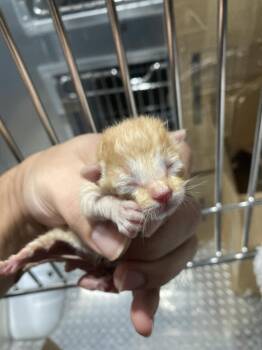 PYROS -  Domestic Short Hair Cat for Adoption in Dallas, Texas - PYROS | PetCurious