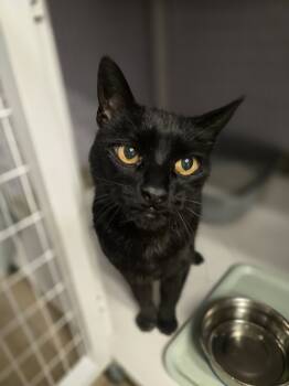 Rescue Domestic Short Hair Cats for Adoption in Vancouver, Washington - Sharlene | PetCurious