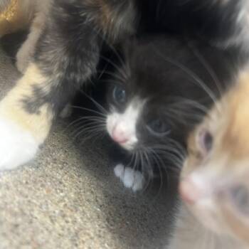 Nuschi -  Domestic Short Hair Cat for Adoption in Philadelphia, Pennsylvania - Nuschi | PetCurious