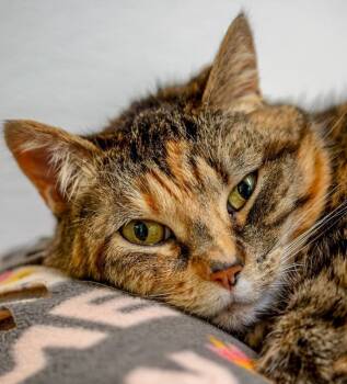 Rescue Domestic Short Hair Cats for Adoption in Arlington, Washington - Mao-Mao | PetCurious