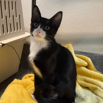 Sassafras -  Domestic Short Hair Cat for Adoption in Fort Collins, Colorado - Sassafras | PetCurious