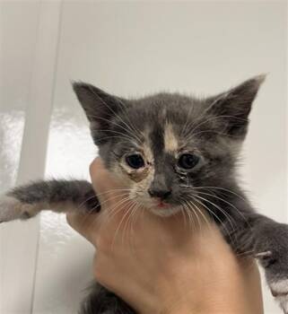 BARBIE - NEEDS A FOSTER -  Domestic Short Hair Cat for Adoption in Ontario, California - BARBIE - NEEDS A FOSTER | PetCurious