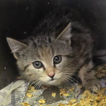 Aurelia -  Domestic Short Hair Cat Available for Adoption in Salt Lake City, Utah - Aurelia | PetCurious