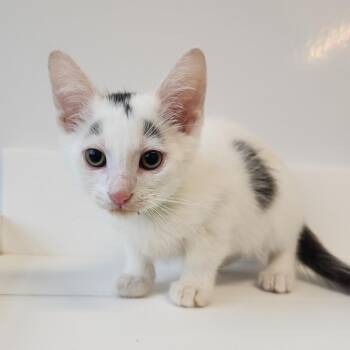Phoenix -  Domestic Short Hair Cat for Adoption in Fort Wayne, Indiana - Phoenix | PetCurious