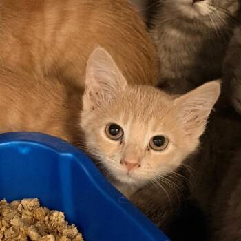 Nacho -  Domestic Short Hair Cat for Adoption in Franklin, North Carolina - Nacho | PetCurious