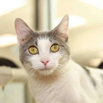 Rescue Domestic Short Hair Cats for Adoption in Evansville, Indiana - Vinny | PetCurious