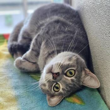 Domestic Short Hair Cats Available for Adoption - Zero | PetCurious
