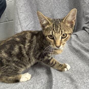 Kimber -  Domestic Short Hair Cat for Adoption in Madisonville, Kentucky - Kimber | PetCurious