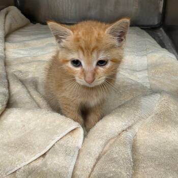 Sweet Niblet -  Domestic Short Hair Cat for Adoption in Martinsville, Virginia - Sweet Niblet | PetCurious