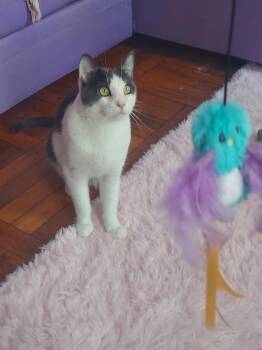 Rescue American Shorthair Cats for Adoption - Nermo | PetCurious