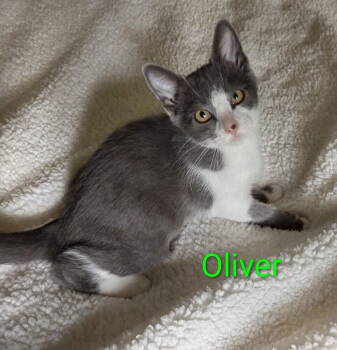 Rescue Domestic Short Hair Cats for Adoption in St. Peters, Missouri - Oliver | PetCurious