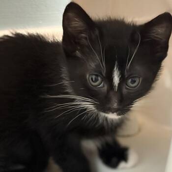 Domestic Short Hair Cats Available for Adoption in Bel Air, Maryland - Espresso | PetCurious