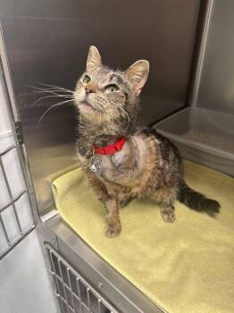 Domestic Short Hair Cats Available for Adoption in Manchester, Maryland - Sylvie | PetCurious