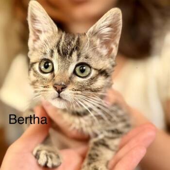 BERTHA -  Domestic Medium Hair Cat for Adoption in Auburn, California - BERTHA | PetCurious