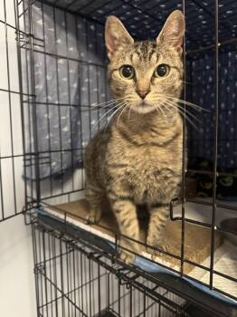 Domestic Short Hair Cats Available for Adoption in Emerald Isle, North Carolina - Orby | PetCurious
