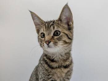 Burrito -  Domestic Short Hair and Affenpinscher Cat for Adoption in Powell, Ohio - Burrito | PetCurious