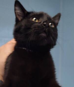 Rescue Domestic Short Hair Cats for Adoption in Lawrenceville, Georgia - Nf 11 | PetCurious