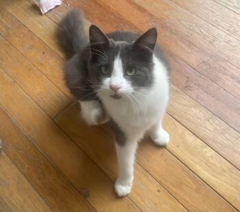 Domestic Medium Hair Cats Available for Adoption - Geo | PetCurious