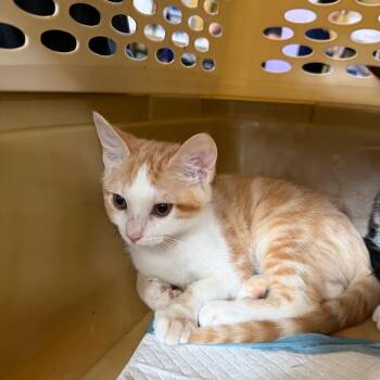 Betty - BEAR-Stray-15868_2 -  Domestic Short Hair Cat for Adoption in New Orleans, Louisiana - Betty - BEAR-Stray-15868_2 | PetCurious