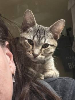 Domestic Short Hair and Tabby Cats Available for Adoption - Matcha | PetCurious