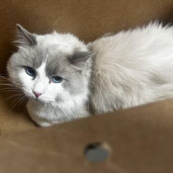 Briar Rose -  Domestic Medium Hair Cat for Adoption in Philadelphia, Pennsylvania - Briar Rose | PetCurious