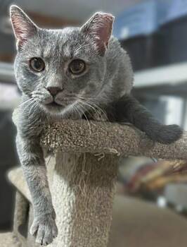 Pierre (friends with Evan)  -  Domestic Short Hair Cat Available for Adoption in Pottstown, Pennsylvania - Pierre (friends With Evan)  | PetCurious