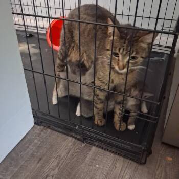 Stray with 5 kittens -  Domestic Short Hair Cat for Adoption in Rochester, Minnesota - Stray With 5 Kittens | PetCurious