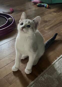 Mila -  Domestic Short Hair Cat Available for Adoption in Taycheedah, Wisconsin - Mila | PetCurious