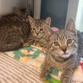 Apache -  Domestic Short Hair Cat for Adoption in East Hanover, New Jersey - Apache | PetCurious